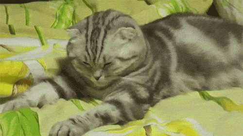 Frustrated cat can't believe this is the 12th time he's clicked on an auto-linked README.md URL alt text