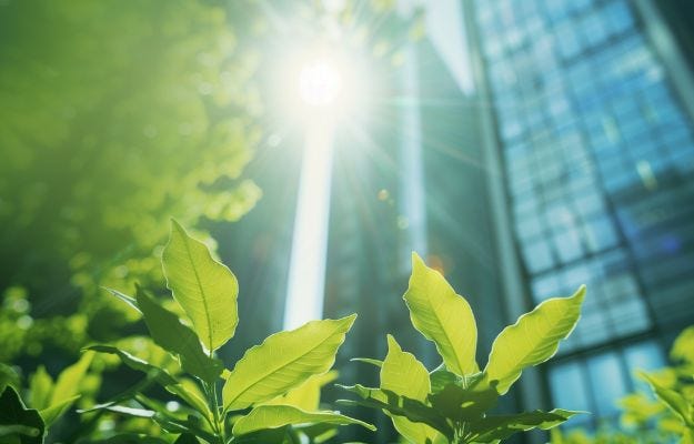 Im Vordergrund hellgrüne Pflanzen im Hintergrund Hochhäuser durch die die Sonne scheint