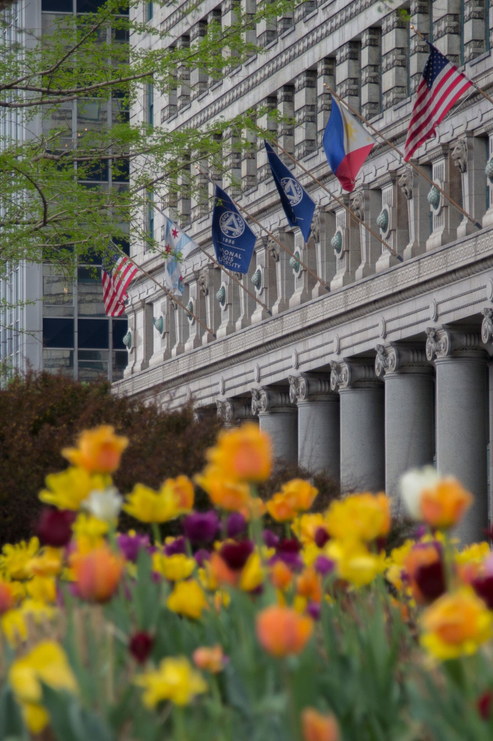 A group of flowers in front of a building.