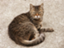 EG_6 EG_6