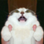 d_animal141 d_animal141