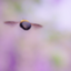 iguchitakekazu iguchitakekazu