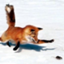 leftyfox leftyfox