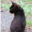 stray_black_xxx stray_black_xxx