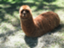 sw_lucchini sw_lucchini