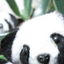xiaodong xiaodong