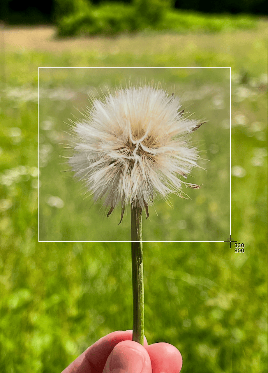 A selected area drawn over part of a photo.