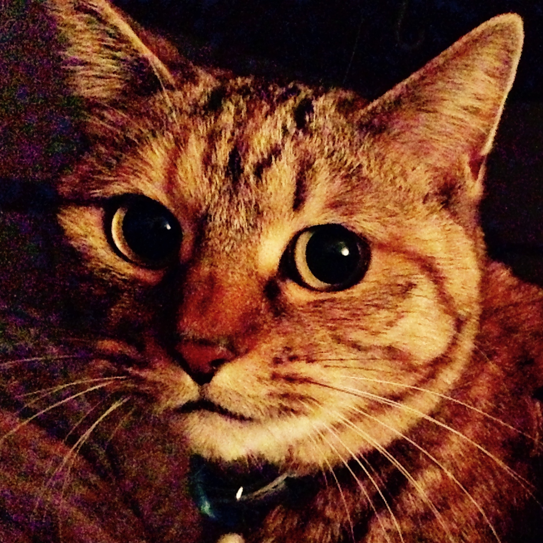 世界一かわいいキャット