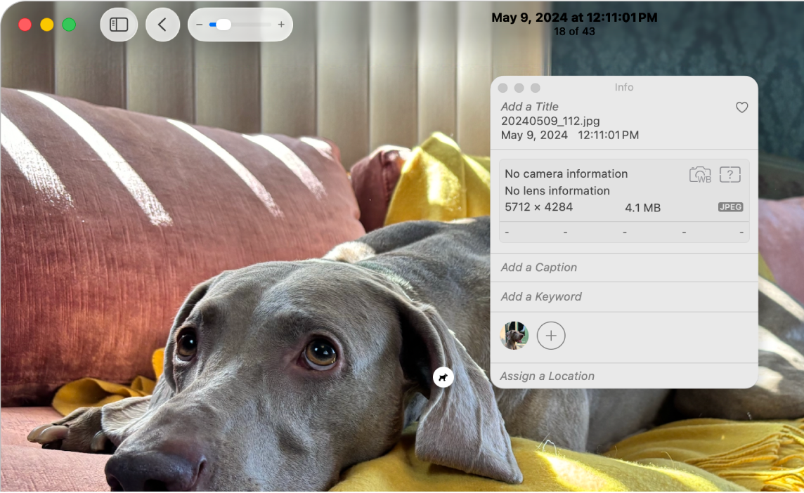 Ein Foto zeigt einen Hund, das Informationsfenster ist geöffnet und das Symbol „Visuelles Nachschlagen“ ist auf dem Hund im Foto zu sehen.