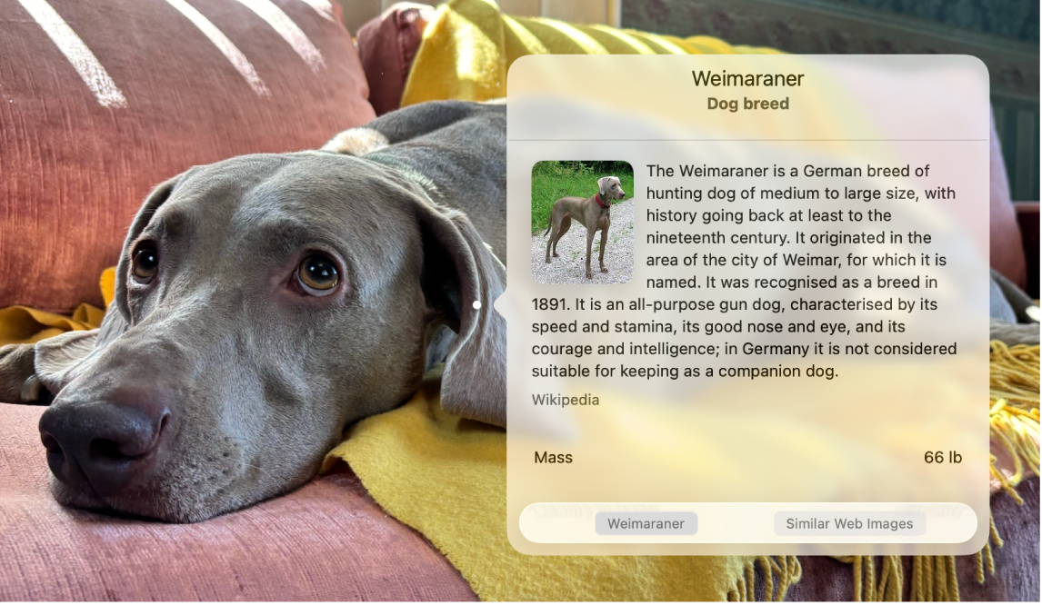 Una foto di un cane, con la finestra di “Ricerca visiva” che mostra informazioni sulla razza del cane.