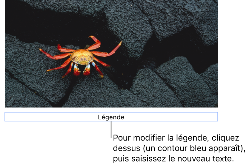 Le paramètre fictif de légende, « Légende », est affiché sous une photo. Un contour bleu autour du champ de la légende indique qu’il est sélectionné.