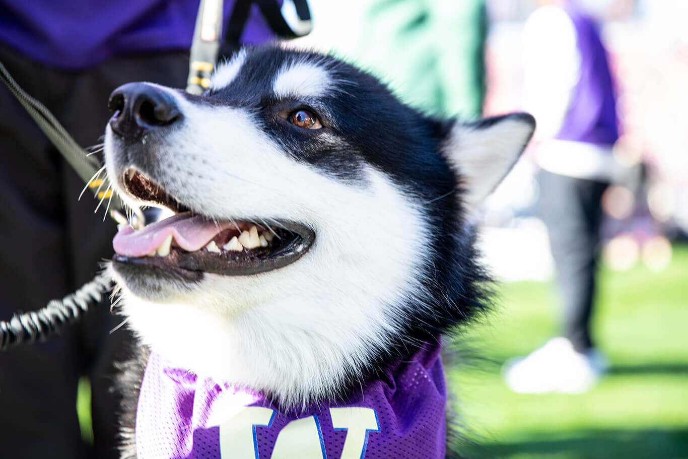 Dubs at a Huskies football game