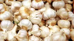 A good amount of garlic heads