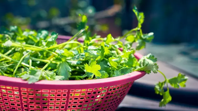 bunch of coriander