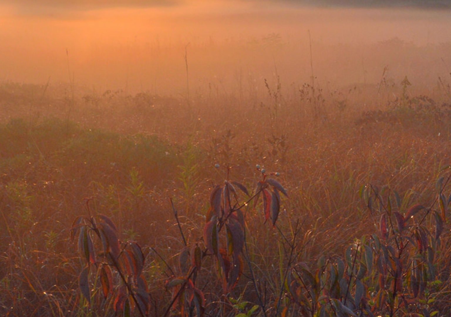 Sun setting behind a line of trees over a field of grass during autumn