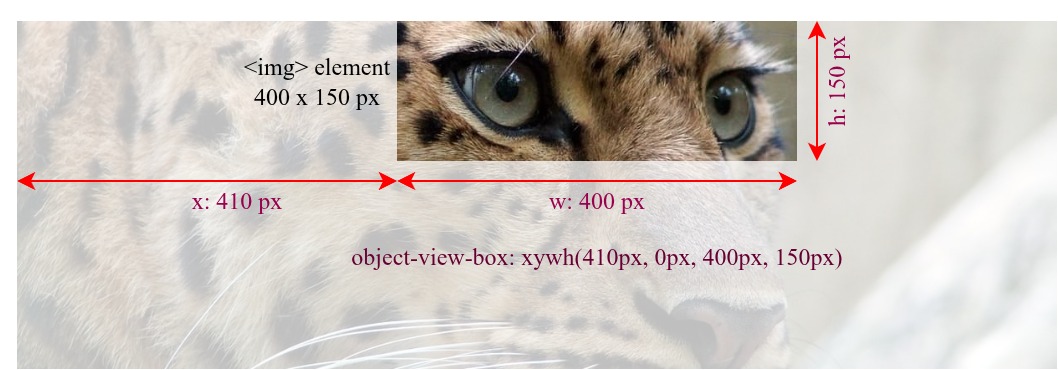 ヒョウの画像で、object-view-box プロパティを使用してトリミングされた画像。 400px × 150px のビューボックスに縮小されていない画像の部分を表示させます。