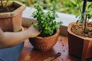 夏本番の前に! 観葉植物を屋外に出すときの注意点と失敗しないコツ
