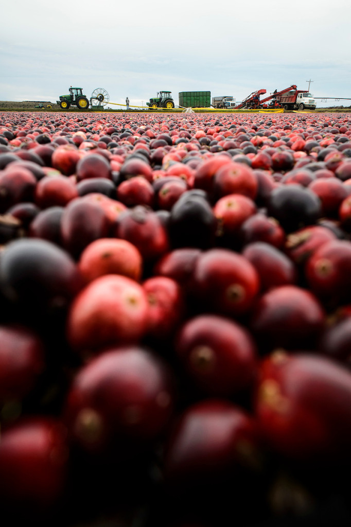 Close-up of cranberries in a bog with farm tractors in the distance.