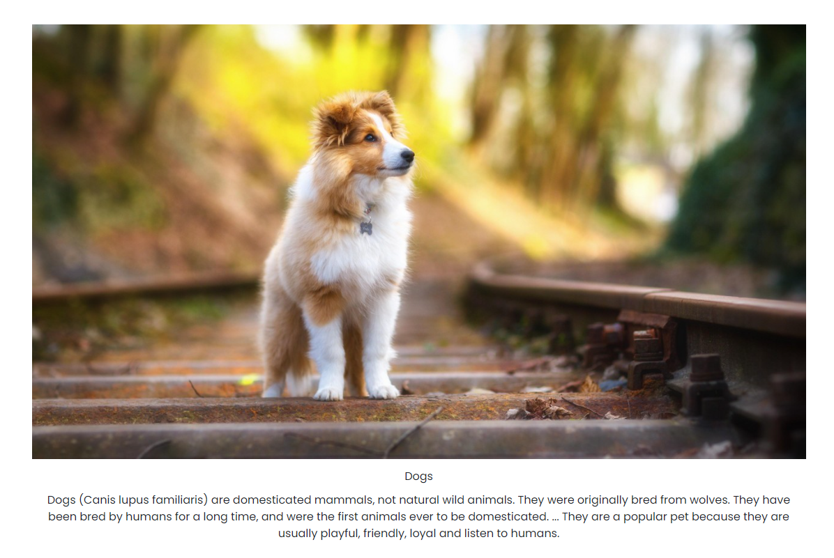 Layout 2: Video Slider – Embed videos seamlessly.