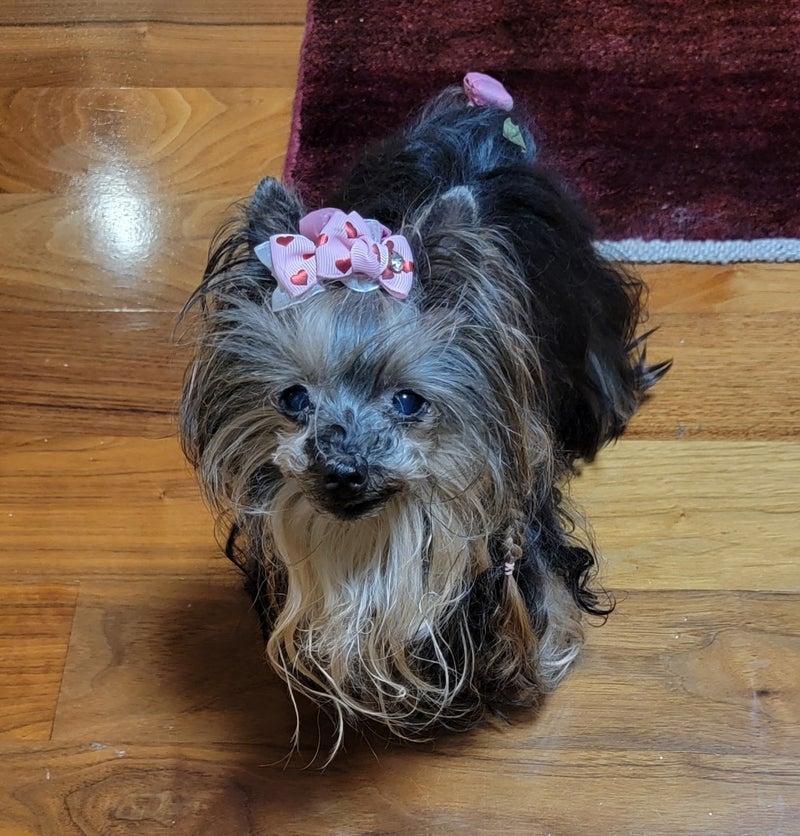 モト冬樹 愛犬に新たな保護犬を報告の画像