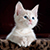 Cat-Example.png Cat-Example.png