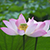 Flower-Example.png Flower-Example.png