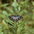 Butterfly-Example.png Butterfly-Example.png