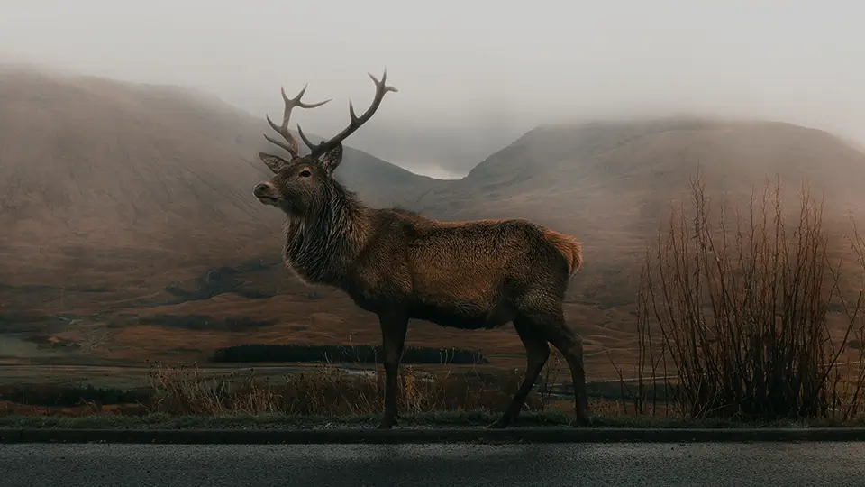 wildlife-after wildlife-after