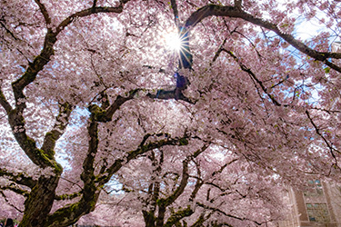 A close up of a cherry tree covered in pink blooms on the UW campus.