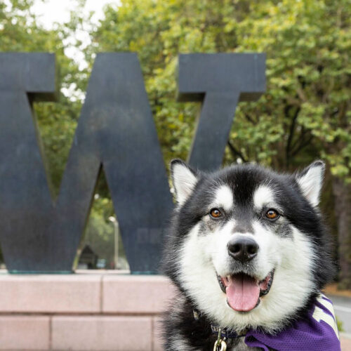 Dubs live mascot in front of bronze W statue on campus