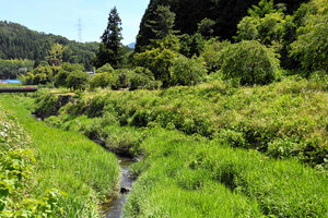 一乗谷川の右岸にある国の特別史跡に追加指定される見通しの土地=2026年6月17日、福井市、平井良和撮影