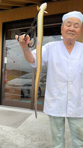 丸々と太った天然ウナギを持つ佐田明生さん=2026年6月6日午後1時49分、高知県四万十市山路、笠原雅俊撮影