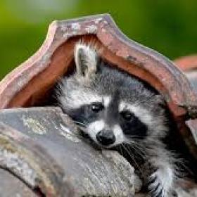 scontzen's picture